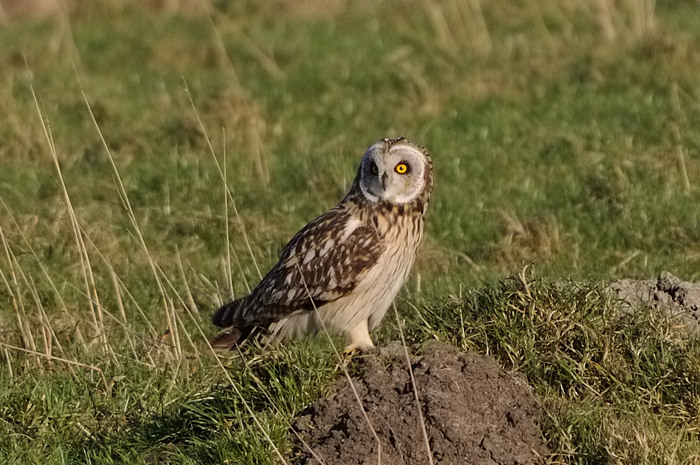 26.jpg - Velduil (Short-eared Owl, Asio Flammeus). Uitkerkse polders. 8/02/2008. Copyright: Joris Everaert. Nikon D300, Sigma APO 500mm f4.5 EX DG HSM